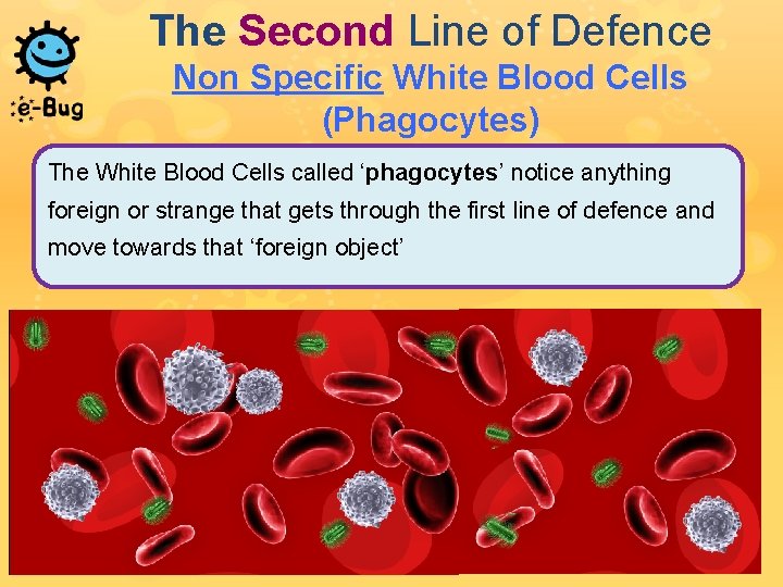 The Second Line of Defence Non Specific White Blood Cells (Phagocytes) The White Blood