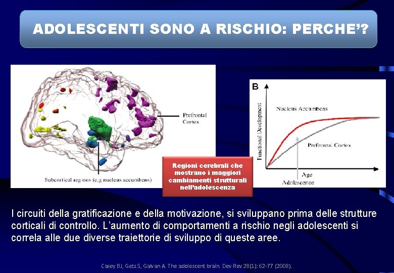 ADOLESCENTI SONO A RISCHIO: PERCHE’? Regioni cerebrali che mostrano i maggiori cambiamenti strutturali nell’adolescenza