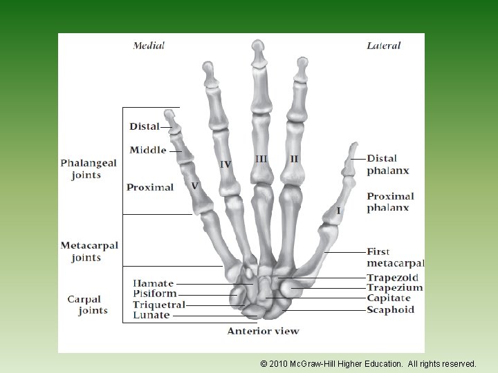 © 2010 Mc. Graw-Hill Higher Education. All rights reserved. 
