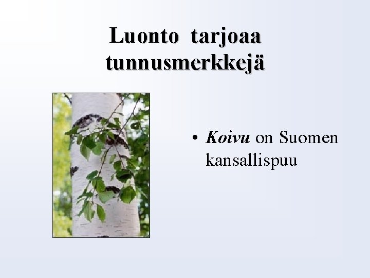 Luonto tarjoaa tunnusmerkkejä • Koivu on Suomen kansallispuu 