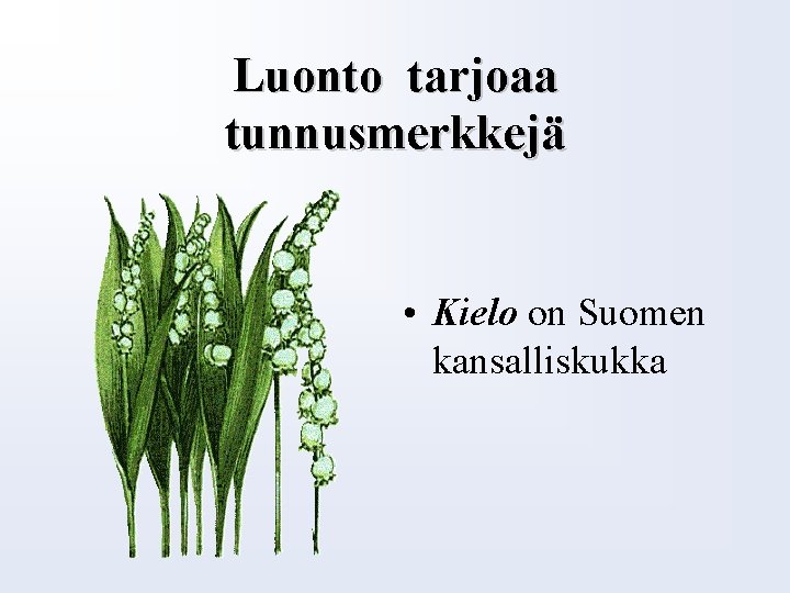 Luonto tarjoaa tunnusmerkkejä • Kielo on Suomen kansalliskukka 