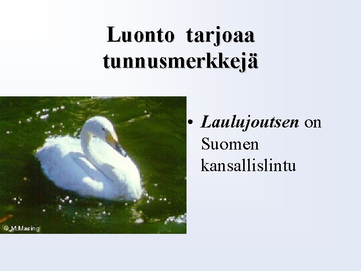 Luonto tarjoaa tunnusmerkkejä • Laulujoutsen on Suomen kansallislintu 