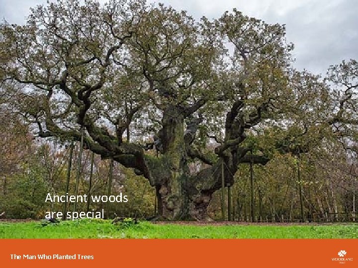 Ancient woods are special The Man Who Planted Trees 