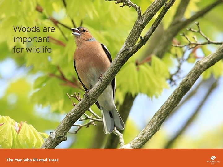 Woods are important for wildlife The Man Who Planted Trees 