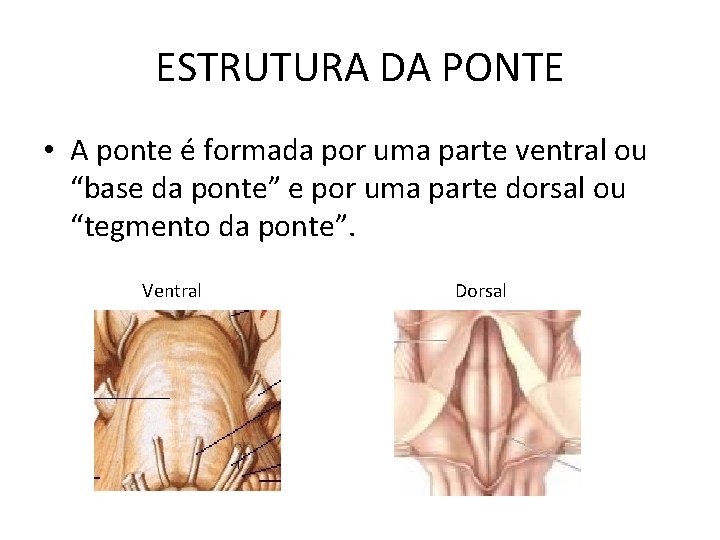 ESTRUTURA DA PONTE • A ponte é formada por uma parte ventral ou “base