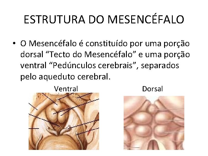 ESTRUTURA DO MESENCÉFALO • O Mesencéfalo é constituído por uma porção dorsal “Tecto do