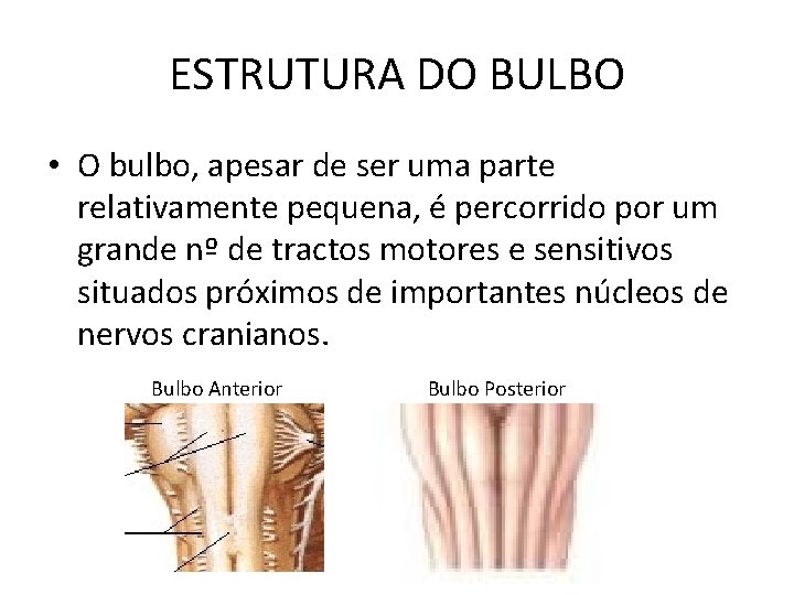 ESTRUTURA DO BULBO • O bulbo, apesar de ser uma parte relativamente pequena, é