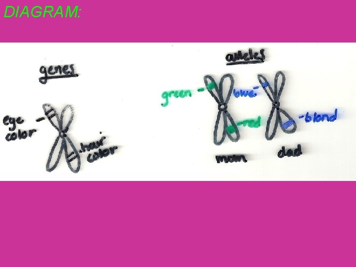 DIAGRAM: 