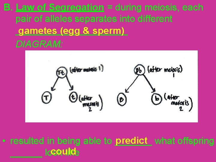 B. Law of Segregation = during meiosis, each pair of alleles separates into different