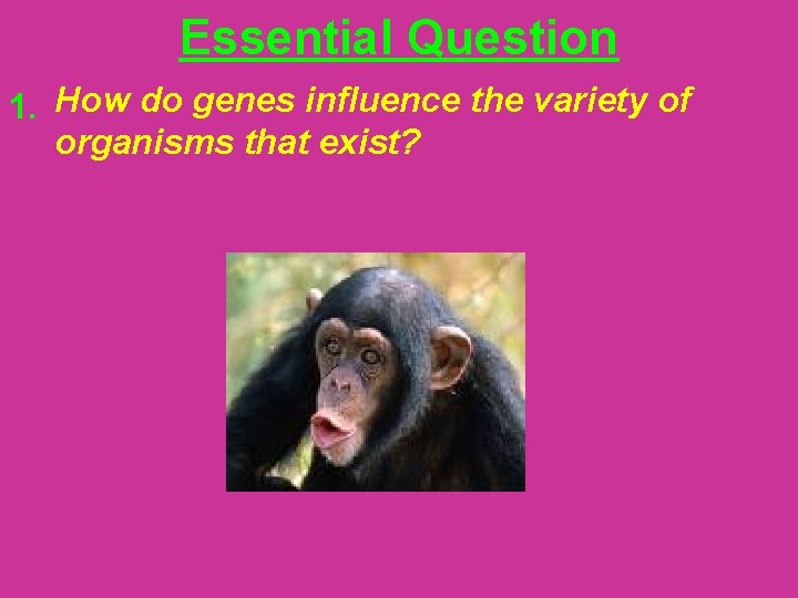 Essential Question 1. How do genes influence the variety of organisms that exist? 