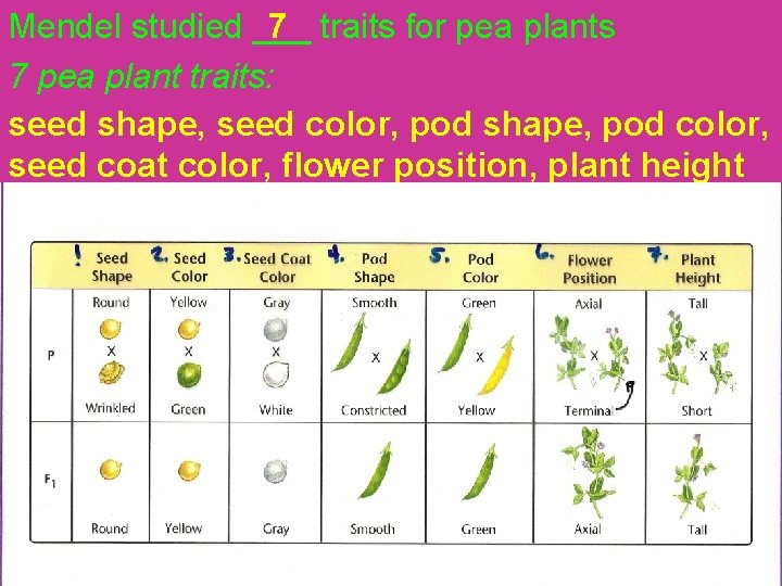 7 Mendel studied ___ traits for pea plants 7 pea plant traits: seed shape,