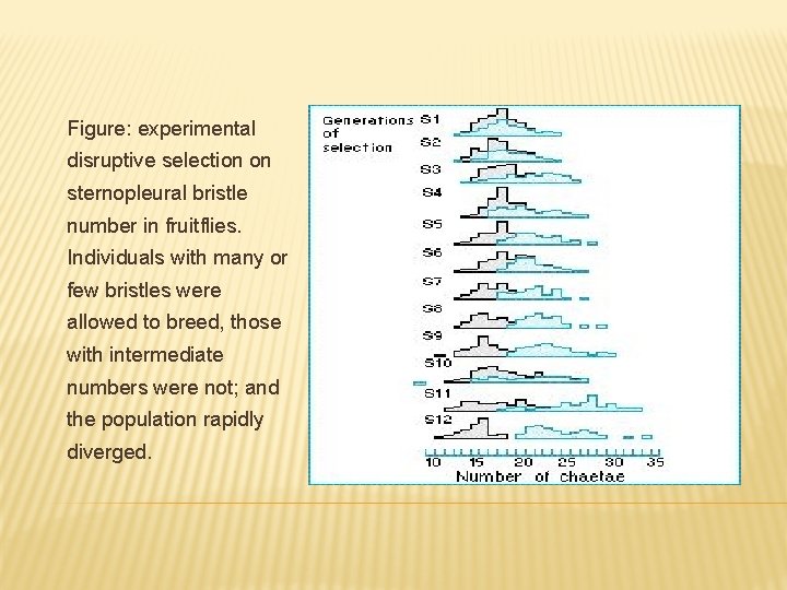 Figure: experimental disruptive selection on sternopleural bristle number in fruitflies. Individuals with many or
