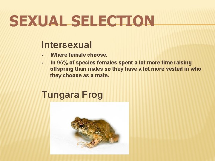 SEXUAL SELECTION Intersexual - Where female choose. - In 95% of species females spent