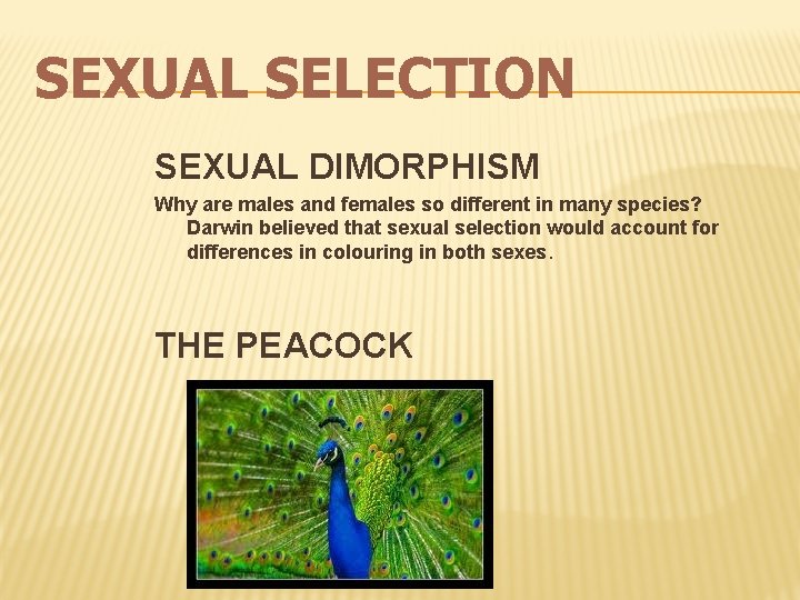 SEXUAL SELECTION SEXUAL DIMORPHISM Why are males and females so different in many species?