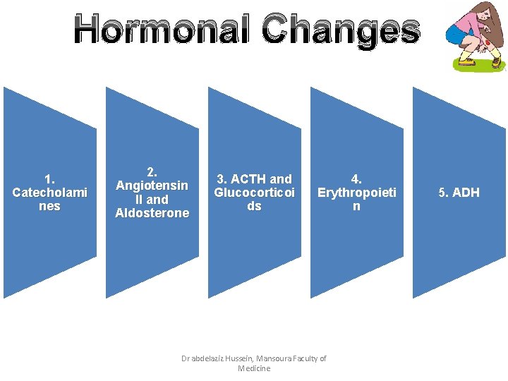 Hormonal Changes 1. Catecholami nes 2. Angiotensin II and Aldosterone 3. ACTH and Glucocorticoi