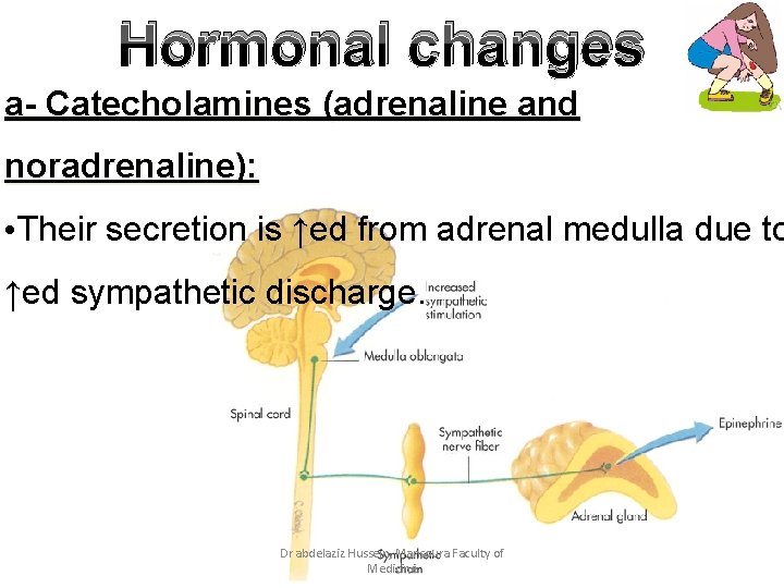 Hormonal changes a- Catecholamines (adrenaline and noradrenaline): • Their secretion is ↑ed from adrenal