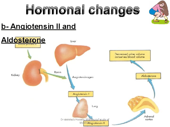 Hormonal changes b- Angiotensin II and Aldosterone Dr abdelaziz Hussein, Mansoura Faculty of Medicine