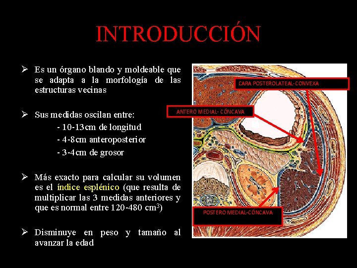 INTRODUCCIÓN Ø Es un órgano blando y moldeable que se adapta a la morfología