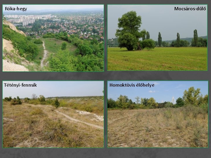 Róka-hegy Tétényi-fennsík Mocsáros-dűlő Homoktövis élőhelye 