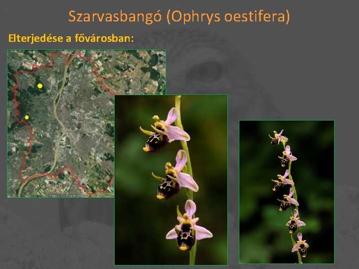 Szarvasbangó (Ophrys oestifera) Elterjedése a fővárosban: 