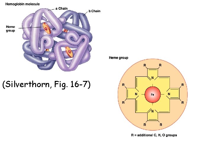 (Silverthorn, Fig. 16 -7) 