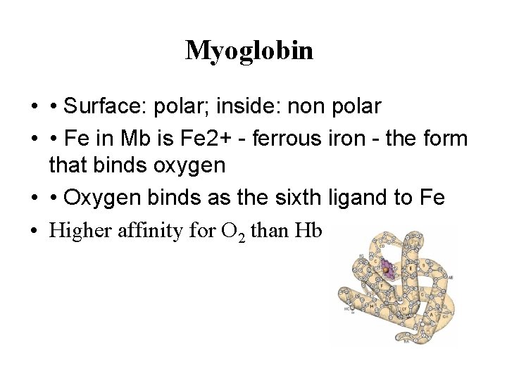 Myoglobin • • Surface: polar; inside: non polar • • Fe in Mb is