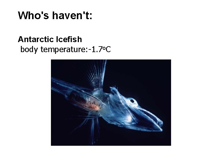 Who's haven't: Antarctic Icefish body temperature: -1. 7 o. C 