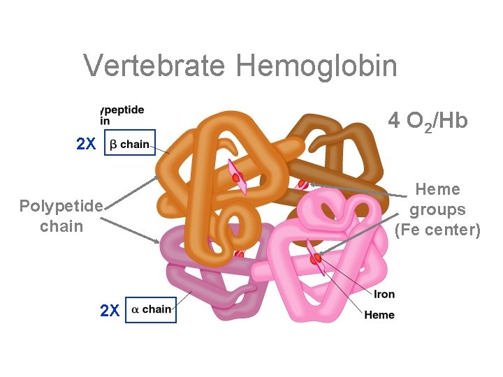 Vertebrate Hemoglobin 4 O 2/Hb 2 X Polypetide chain 2 X Heme groups (Fe