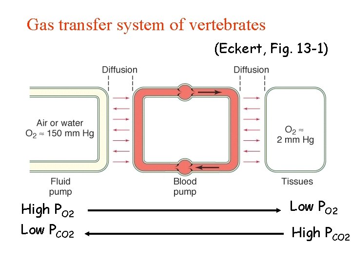 Gas transfer system of vertebrates (Eckert, Fig. 13 -1) High PO 2 Low PCO