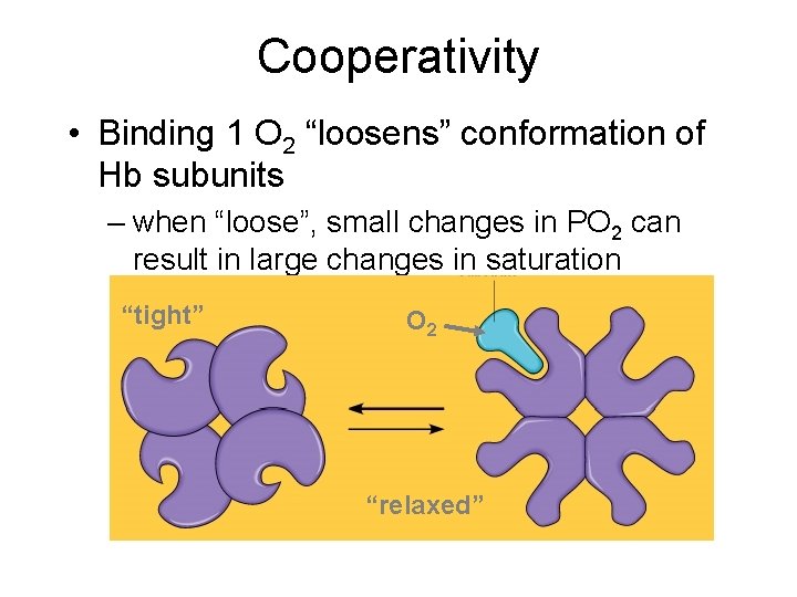 Cooperativity • Binding 1 O 2 “loosens” conformation of Hb subunits – when “loose”,