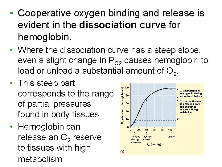  • Cooperative oxygen binding and release is evident in the dissociation curve for