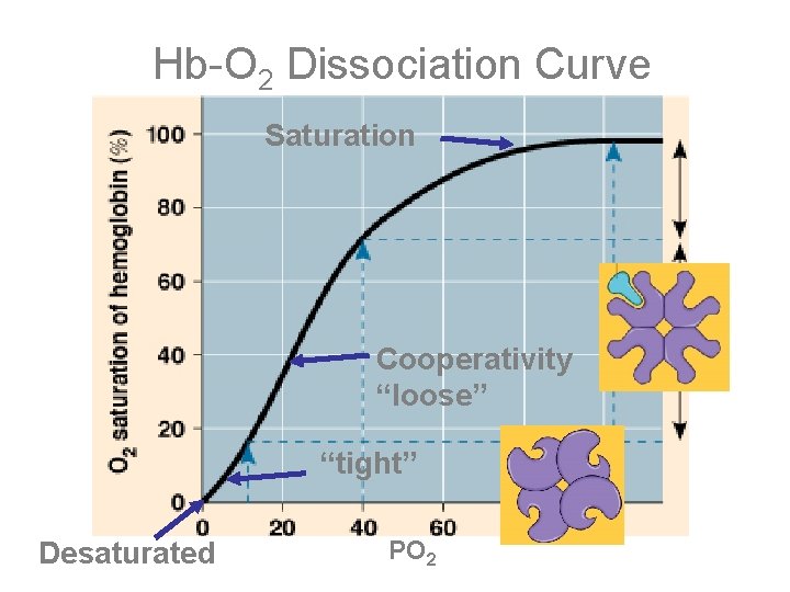 Hb-O 2 Dissociation Curve Saturation Cooperativity “loose” “tight” Desaturated PO 2 