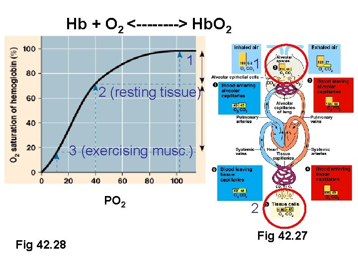 Hb + O 2 <----> Hb. O 2 1 1 2 (resting tissue) 3