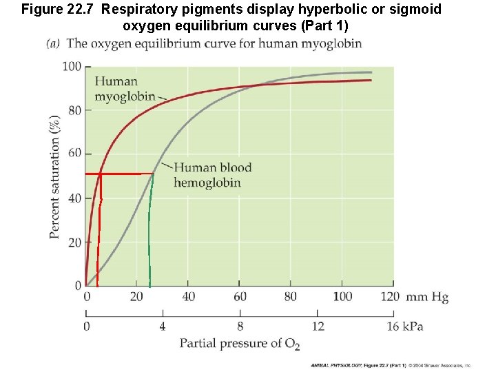 Figure 22. 7 Respiratory pigments display hyperbolic or sigmoid oxygen equilibrium curves (Part 1)