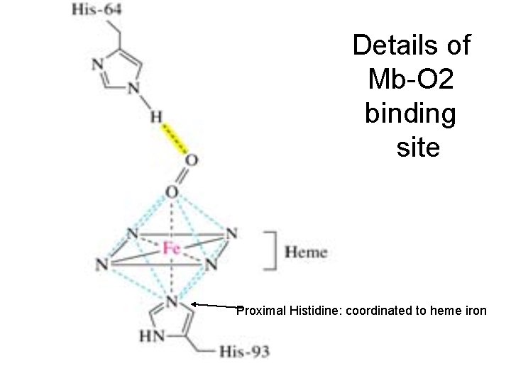 Details of Mb-O 2 binding site Proximal Histidine: coordinated to heme iron 