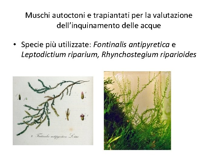 Muschi autoctoni e trapiantati per la valutazione dell’inquinamento delle acque • Specie più utilizzate: