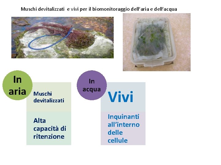 Muschi devitalizzati e vivi per il biomonitoraggio dell’aria e dell’acqua In aria Muschi devitalizzati