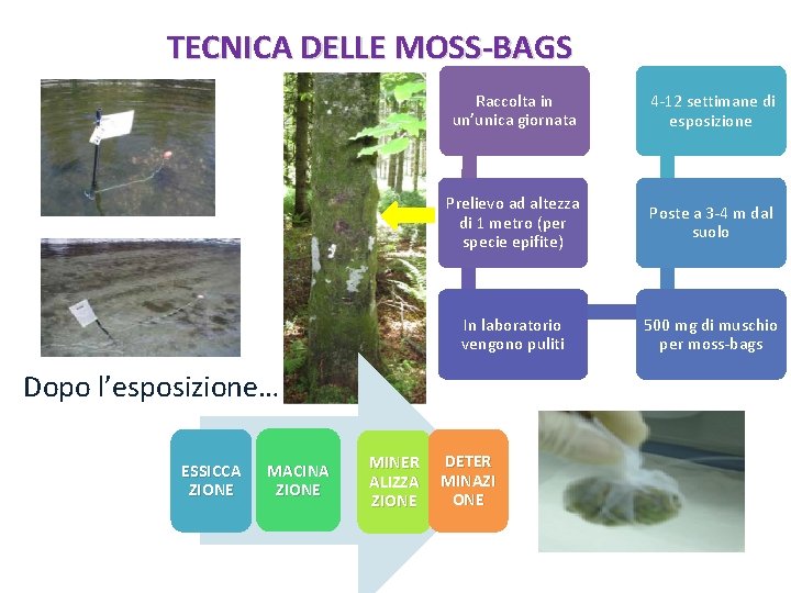 TECNICA DELLE MOSS-BAGS Raccolta in un’unica giornata 4 -12 settimane di esposizione Prelievo ad