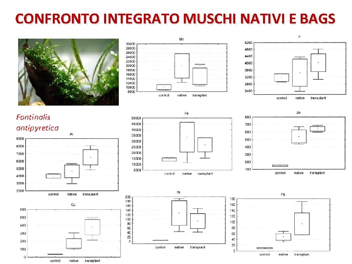 CONFRONTO INTEGRATO MUSCHI NATIVI E BAGS Fontinalis antipyretica 