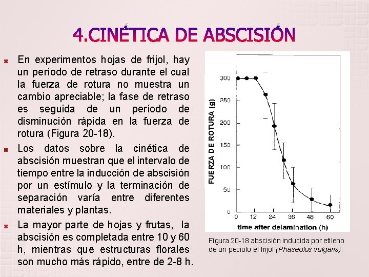  En experimentos hojas de frijol, hay un período de retraso durante el cual