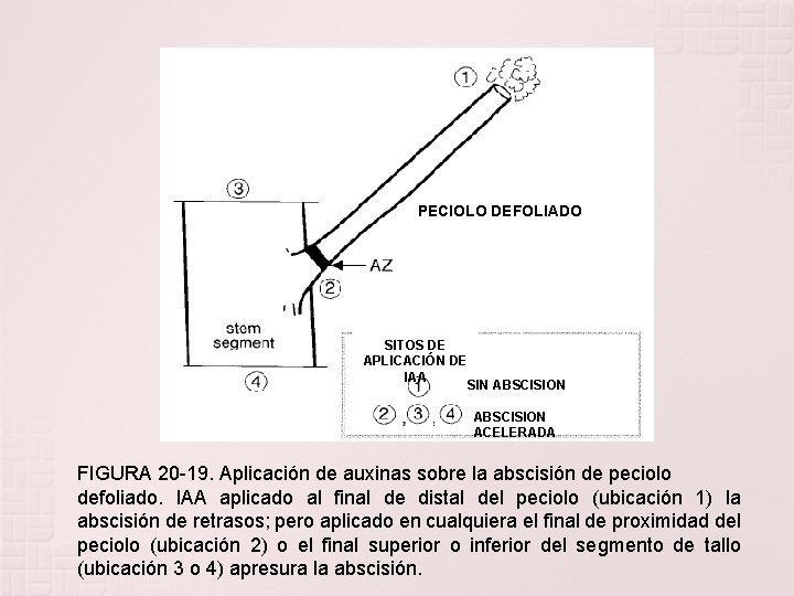 PECIOLO DEFOLIADO SITOS DE APLICACIÓN DE IAA SIN ABSCISION ACELERADA FIGURA 20 -19. Aplicación