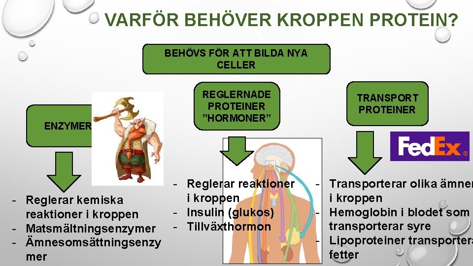 VARFÖR BEHÖVER KROPPEN PROTEIN? BEHÖVS FÖR ATT BILDA NYA CELLER ENZYMER - Reglerar kemiska