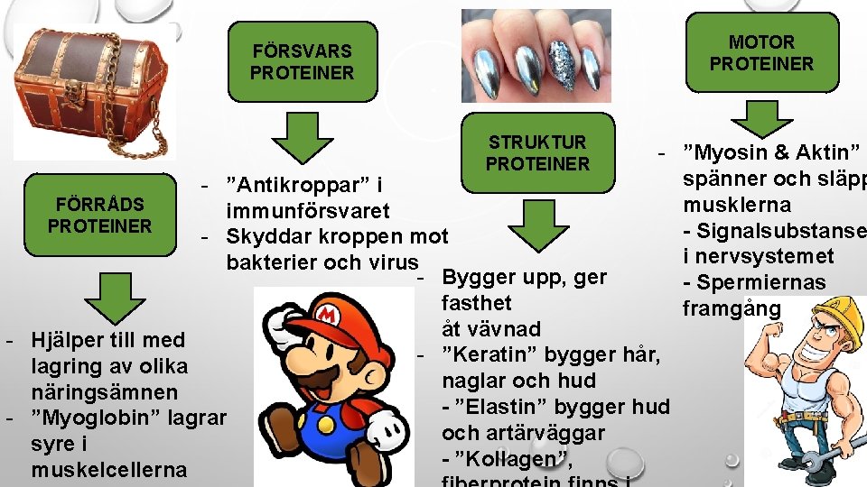 MOTOR PROTEINER FÖRSVARS PROTEINER STRUKTUR PROTEINER - ”Myosin & Aktin” spänner och släpp musklerna