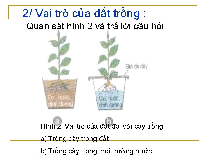 2/ Vai trò của đất trồng : Quan sát hình 2 và trả lời