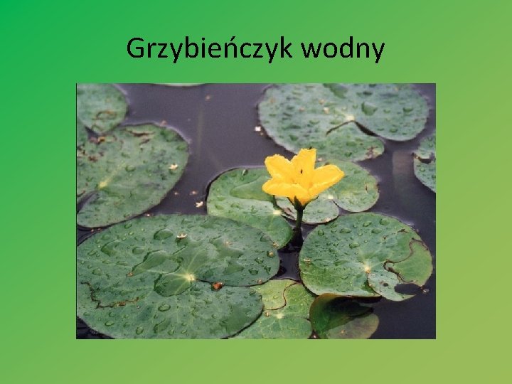 Grzybieńczyk wodny 