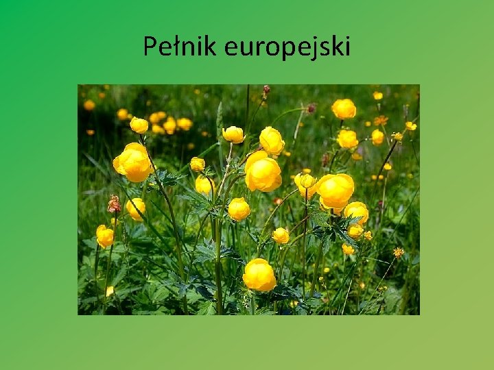 Pełnik europejski 