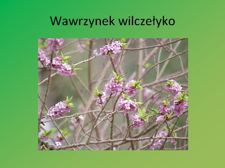 Wawrzynek wilczełyko 