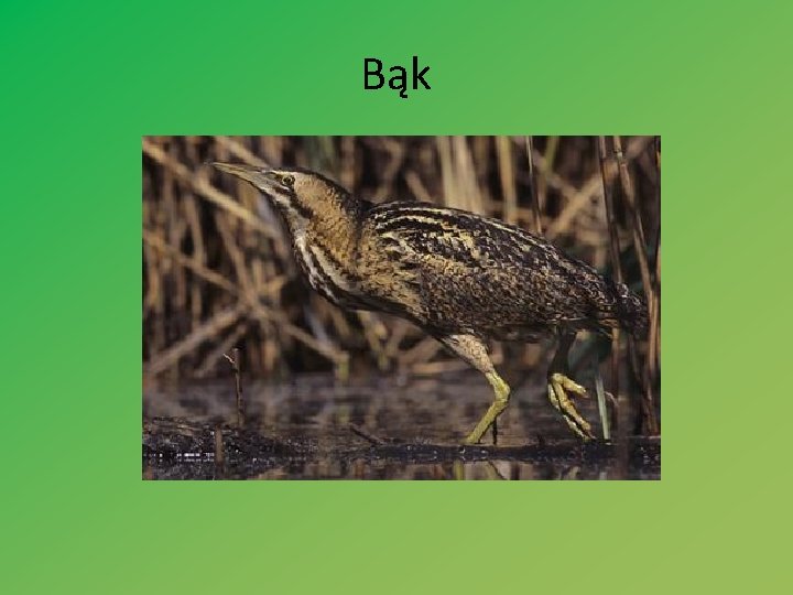 Bąk 