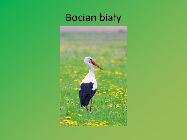 Bocian biały 