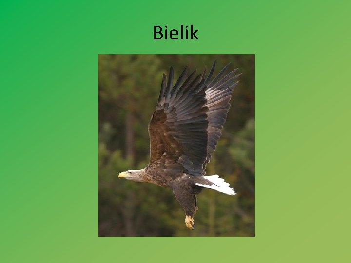 Bielik 